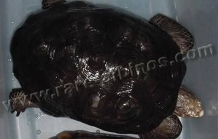 Đây là chú rùa đỏ, nhưng lại sở hữu một chiếc mai đen bóng.