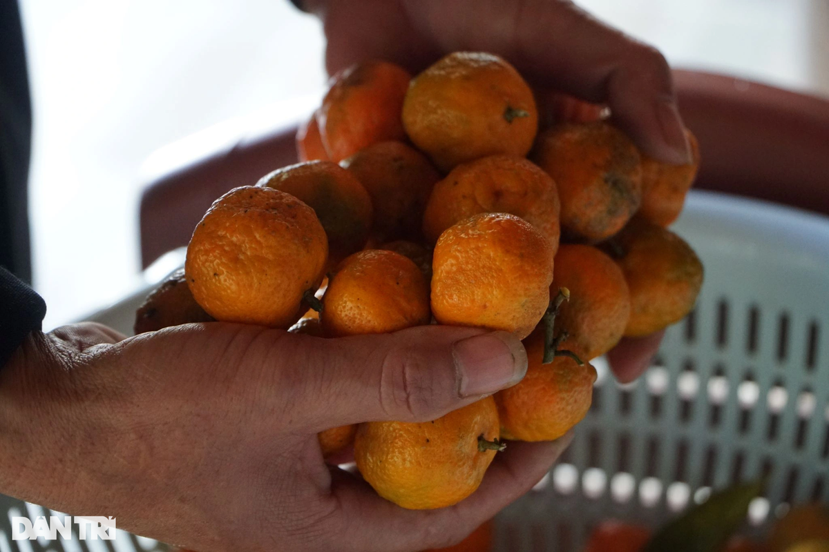 Theo chị Hoài, quy trình sản xuất trà quýt hoi mất nhiều công đoạn. Sau khi hái về, quýt cần được rửa sạch, để ráo.