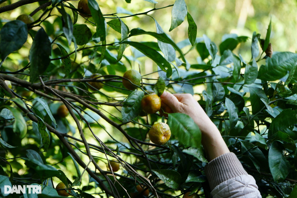 Chị Lò Thị Hoài (bản Báng, xã Thành Sơn, huyện Bá Thước) cho biết, quả quýt hoi có vị chua nên người dân trong vùng chủ yếu hái quả để chế biến làm trà uống nước. Những năm trở lại đây, quýt hoi được nhiều người yêu thích. Vì vậy, mỗi vụ quýt hoi, người dân địa phương thường lên đồi hái quả về làm trà, ngâm mật ong và rượu để bán cho khách du lịch. Công việc này đem lại thu nhập vài chục triệu đồng mỗi vụ.