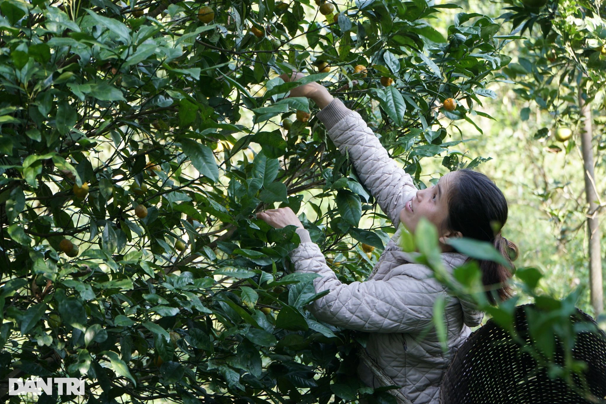 Từ tháng 11 đến tháng 1 năm sau, người dân xã Thành Sơn, huyện Bá Thước, tỉnh Thanh Hóa tất bật thu hoạch quả quýt hoi (hay còn gọi là quýt hôi). Người dân địa phương cho biết, đây là loại cây có từ lâu đời, mọc tự nhiên ngoài vườn đồi và trên các dãy núi cao.