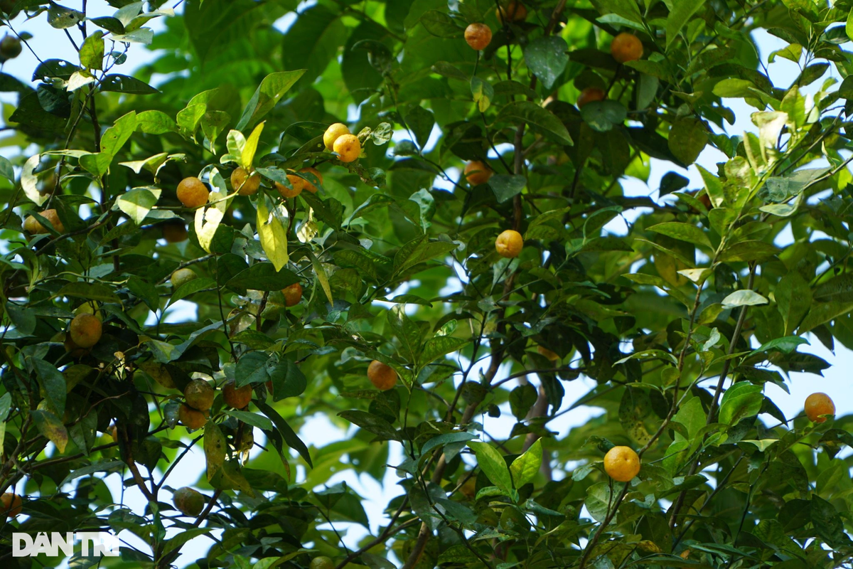 Ông Nguyễn Chí Công, Chủ tịch UBND xã Thành Sơn, huyện Bá Thước, cho biết, trước kia quýt hoi mọc nhiều ven rừng, đồi. Những năm qua, địa phương đang phục tráng, phát triển lại nghề trồng quýt hoi. Đây là sản phẩm đem lại thu nhập cao và hiệu quả cho người dân địa phương. Hiện giá quýt hoi được bán 15.000-20.000 đồng/kg tươi. Đặc sản quýt hoi cũng gắn với việc phát triển du lịch ở địa phương. Vì vậy, thời gian qua, người dân đã sáng tạo, chế biến các sản phẩm trà, mật ong quýt hoi, đem lại thu nhập ổn định.