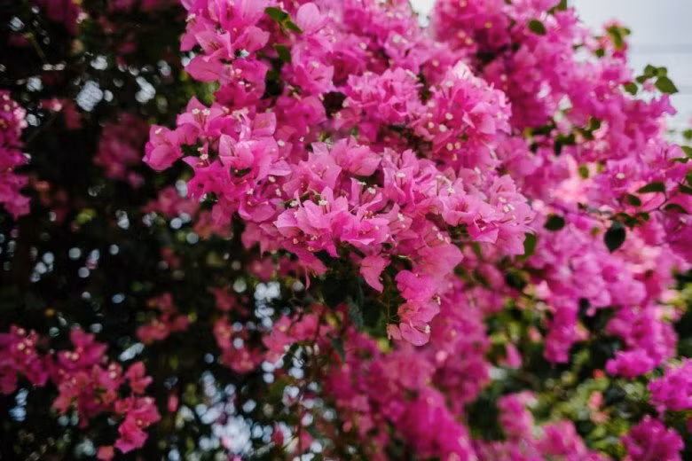 Quy tac “1 nhieu – 1 it” de hoa giay no nhieu dung dip Tet-Hinh-2