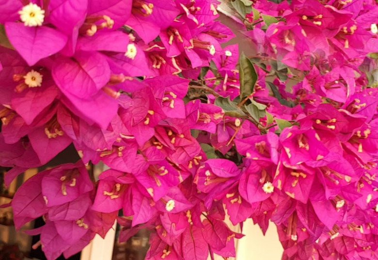 Quy tac “1 nhieu – 1 it” de hoa giay no nhieu dung dip Tet-Hinh-3