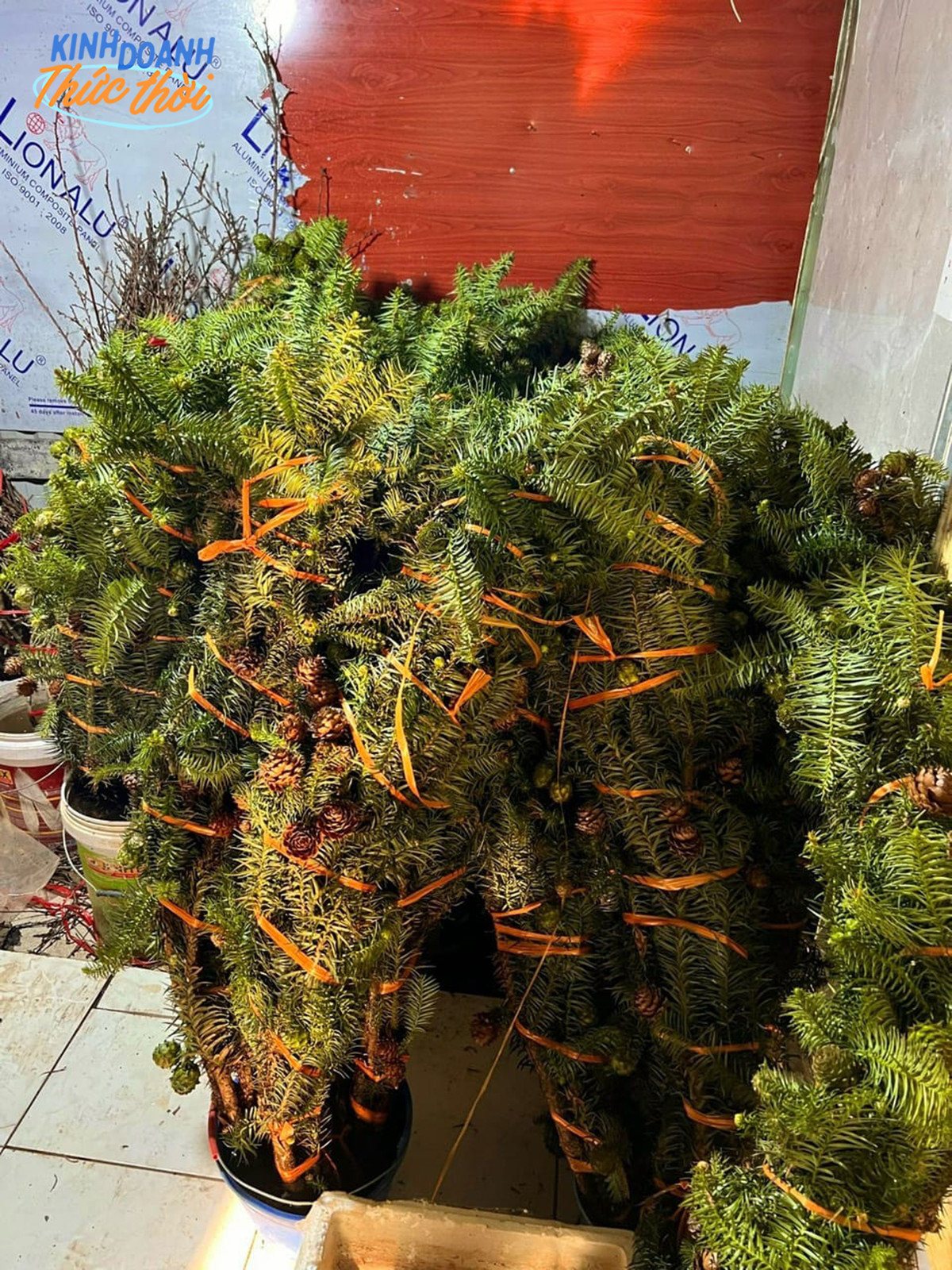 Các cửa hàng bán cành thông năm nay nhộn nhịp hơn rất nhiều. Ảnh: Ng Ngọc Châm.