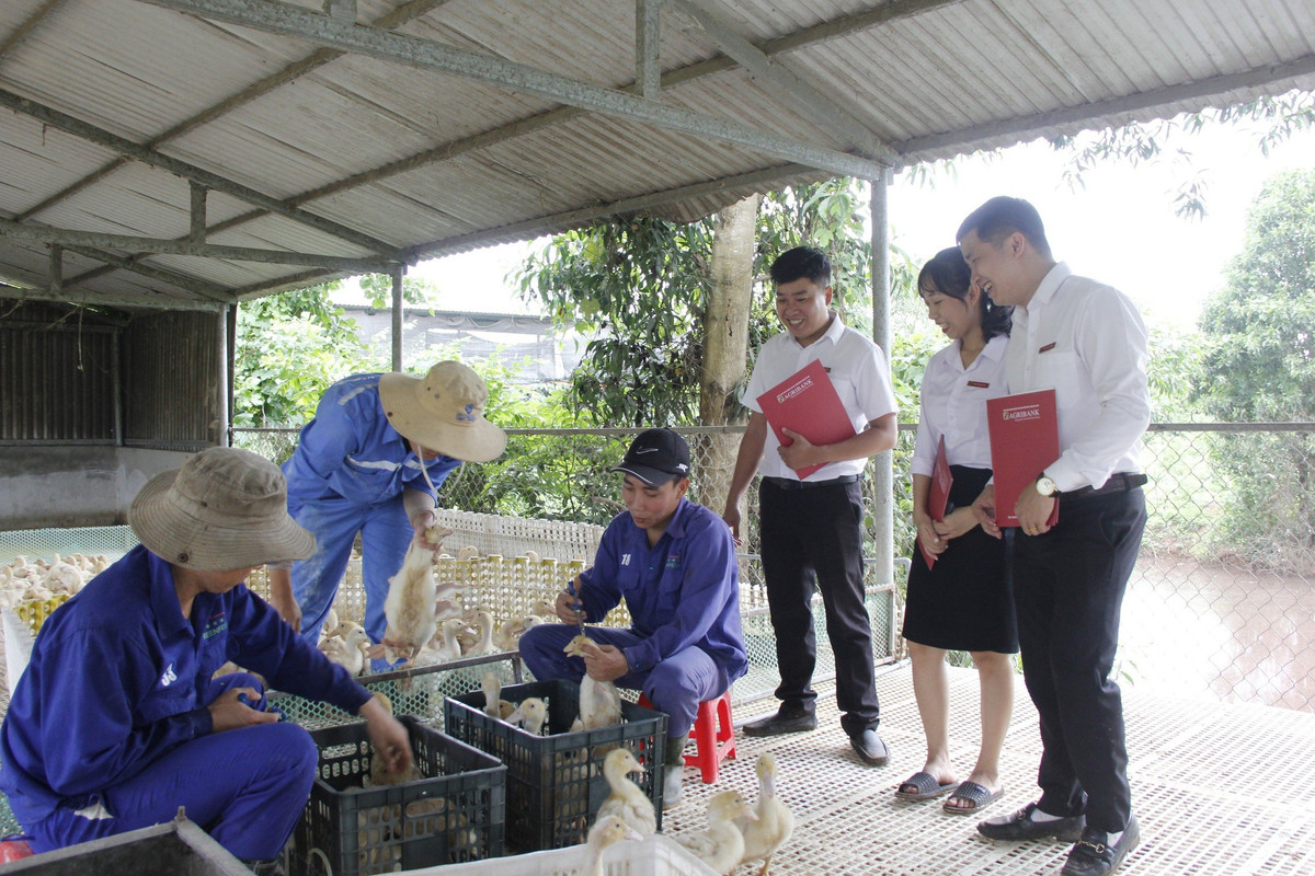 Bỏ lương 3,2 triệu/tháng, thầy giáo về quê làm nông thu nhập 500 triệu/năm - Hình 2 Bo luong 3,2 trieu/thang, thay giao ve que lam nong thu nhap 500 trieu/nam-Hinh-2