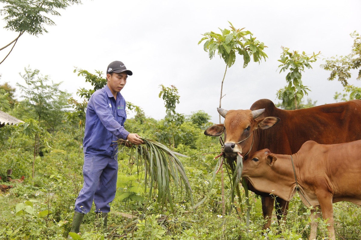 Bỏ lương 3,2 triệu/tháng, thầy giáo về quê làm nông thu nhập 500 triệu/năm Bo luong 3,2 trieu/thang, thay giao ve que lam nong thu nhap 500 trieu/nam