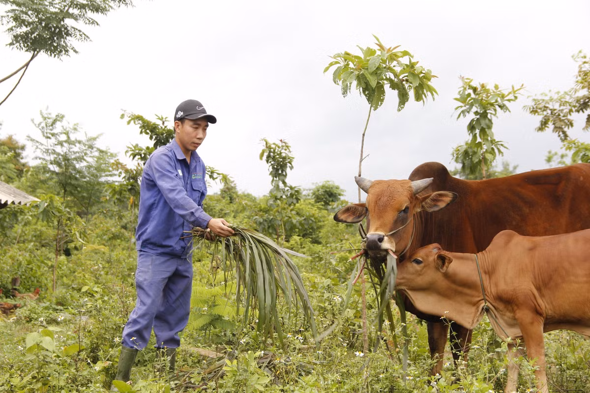 Bo luong 3,2 trieu/thang, thay giao ve que lam nong thu nhap 500 trieu/nam