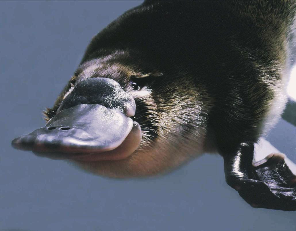  6. Là động vật hoạt động về đêm. Chúng hoạt động chủ yếu vào ban đêm hoặc hoàng hôn, dành phần lớn thời gian để tìm kiếm thức ăn dưới nước. Ảnh: Pinterest.