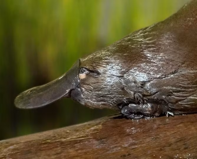  4. Không có dạ dày. Thay vì có dạ dày, thực quản của chúng nối thẳng với ruột. Điều này rất hiếm trong thế giới động vật. Ảnh: Pinterest.