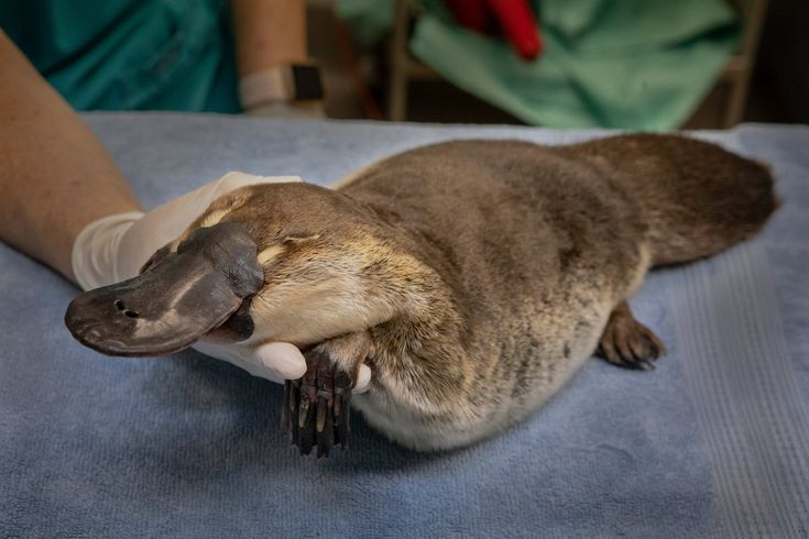  8. Nghiền thức ăn bằng tấm sừng. Thú mỏ vịt không có răng. Thay vì nhai, chúng nghiền nát thức ăn bằng cách sử dụng tấm sừng trong miệng. Ảnh: Pinterest.