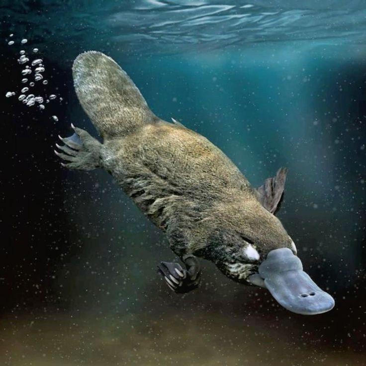  7. Sử dụng cơ quan cảm thụ điện để săn mồi. Thú mỏ vịt có khả năng phát hiện tín hiệu điện phát ra từ cơ bắp của con mồi khi bơi dưới nước, một kỹ năng độc đáo giúp chúng săn mồi hiệu quả ngay cả trong bóng tối. Ảnh: Pinterest.