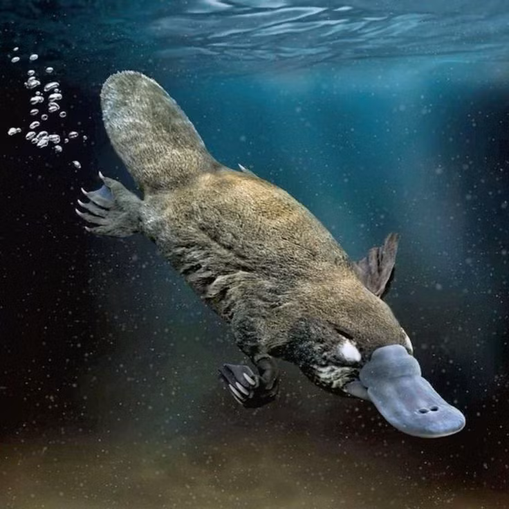  7. Sử dụng cơ quan cảm thụ điện để săn mồi. Thú mỏ vịt có khả năng phát hiện tín hiệu điện phát ra từ cơ bắp của con mồi khi bơi dưới nước, một kỹ năng độc đáo giúp chúng săn mồi hiệu quả ngay cả trong bóng tối. Ảnh: Pinterest.