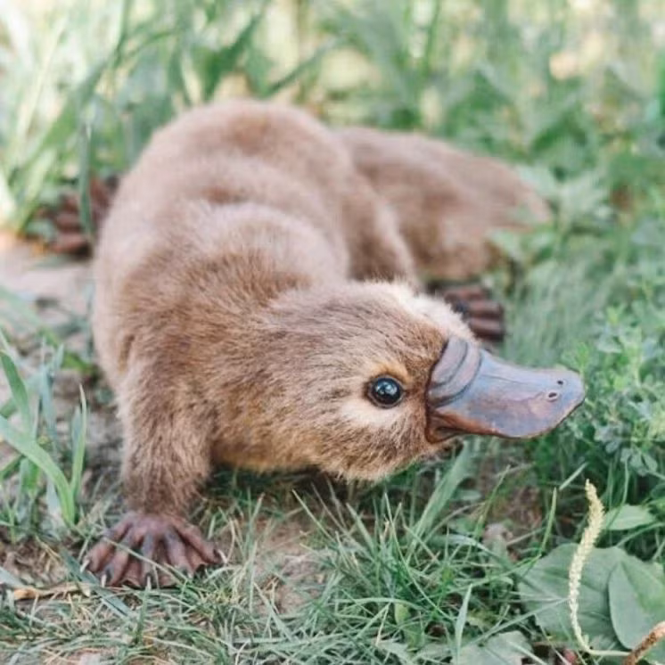  2. Thuộc nhóm động vật đơn huyệt. Đây là một trong số ít loài động vật có vú đẻ trứng (cùng với loài thú lông nhím). Điều này khiến chúng vừa giống bò sát, vừa giống động vật có vú. Ảnh: Pinterest.