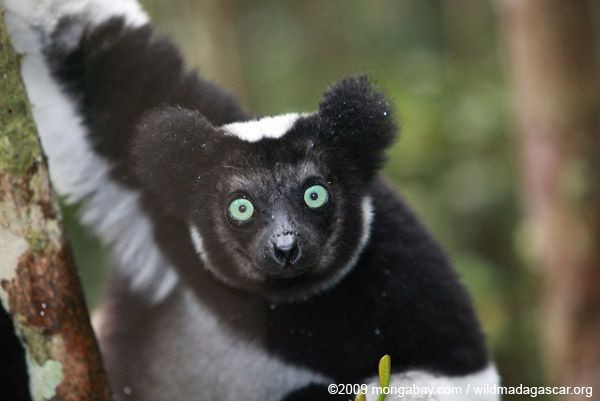  7. "Ca sĩ" của rừng: Vượn cáo Indri phát ra âm thanh như tiếng hát, có thể vang xa tới 2 km để giao tiếp với đồng loại hoặc tuyên bố lãnh thổ. Ảnh: Pinterest.