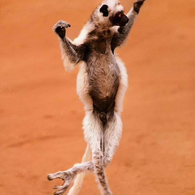  8. Khả năng nhảy vượt trội: Loài vượn cáo sifaka có thể nhảy xa đến 10 mét giữa các cây chỉ bằng đôi chân mạnh mẽ của chúng. Ảnh: Pinterest.