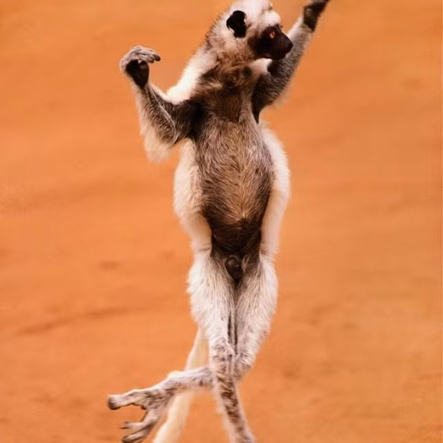  8. Khả năng nhảy vượt trội: Loài vượn cáo sifaka có thể nhảy xa đến 10 mét giữa các cây chỉ bằng đôi chân mạnh mẽ của chúng. Ảnh: Pinterest.