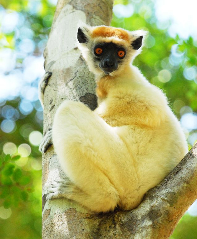  9. Thức ăn đa dạng: Chế độ ăn của vượn cáo bao gồm hoa quả, lá cây, hoa, hạt và đôi khi là côn trùng, tùy vào từng loài và môi trường sống. Ảnh: Pinterest.