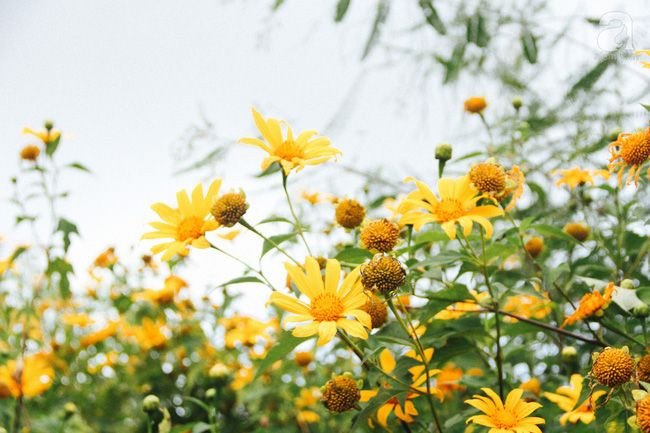  12. Khả năng xâm lấn. Dù mang vẻ đẹp tự nhiên, dã quỳ được coi là một loài cây xâm lấn ở một số nơi vì chúng lan rộng rất nhanh, cạnh tranh với các loài bản địa. Ảnh: Pinterest.