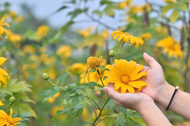  11. Giai thoại về tình yêu. Theo truyền thuyết dân gian, hoa dã quỳ tượng trưng cho câu chuyện tình yêu đau khổ nhưng chung thủy giữa một đôi trai gái bị chia cách bởi hoàn cảnh. Ảnh: Pinterest.