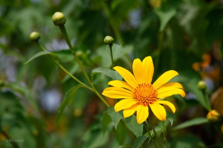  8. Dùng làm phân xanh. Ở nhiều nơi, dã quỳ được nông dân sử dụng làm phân xanh nhờ chứa nhiều chất hữu cơ và dinh dưỡng cần thiết cho cây trồng. Ảnh: Pinterest.