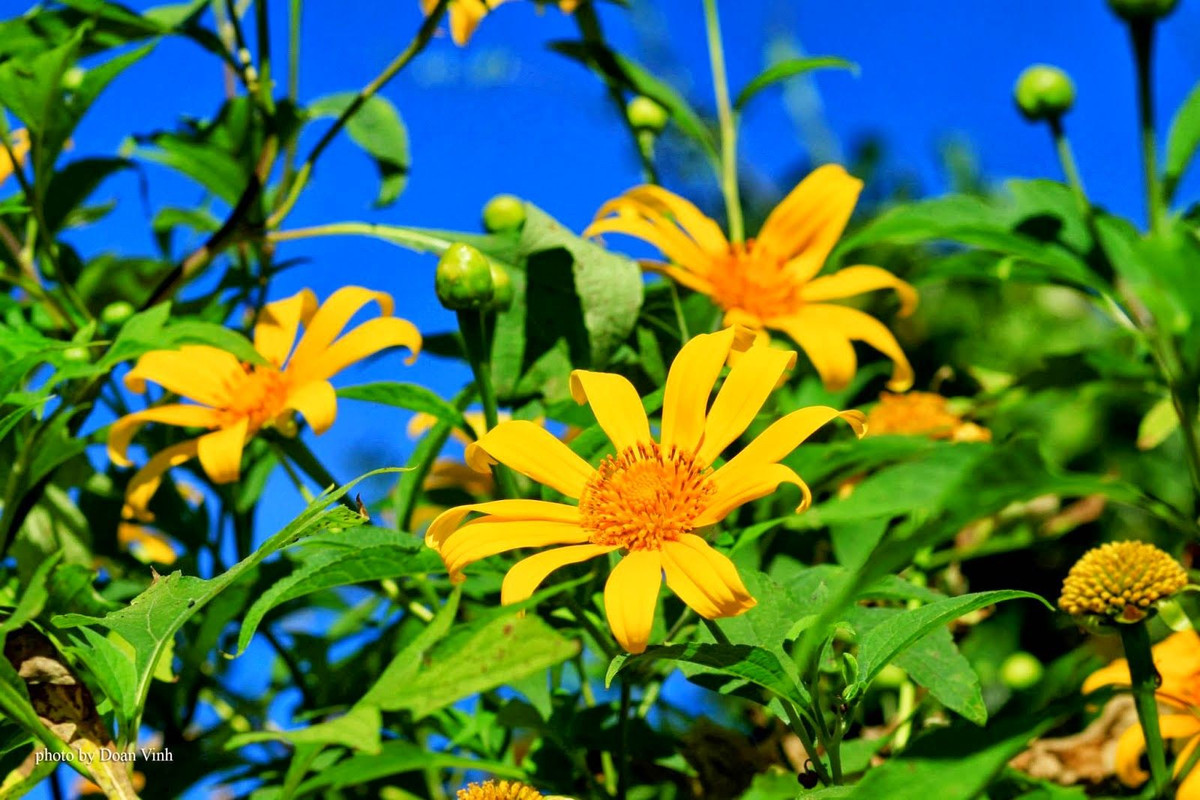  7. Công dụng cải tạo đất. Rễ của dã quỳ giúp giữ đất, chống xói mòn. Cây cũng giúp cải tạo đất nhờ việc phân hủy lá, tạo ra lớp mùn tự nhiên giàu dinh dưỡng. Ảnh: Pinterest.