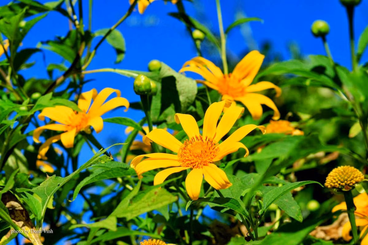  7. Công dụng cải tạo đất. Rễ của dã quỳ giúp giữ đất, chống xói mòn. Cây cũng giúp cải tạo đất nhờ việc phân hủy lá, tạo ra lớp mùn tự nhiên giàu dinh dưỡng. Ảnh: Pinterest.