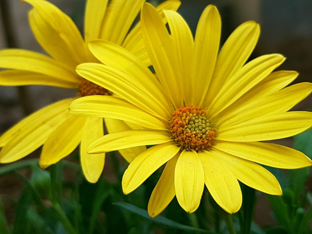  9. Thu hút côn trùng thụ phấn. Hoa dã quỳ thu hút nhiều loài ong, bướm, và côn trùng khác, đóng vai trò quan trọng trong hệ sinh thái địa phương. Ảnh: Pinterest.