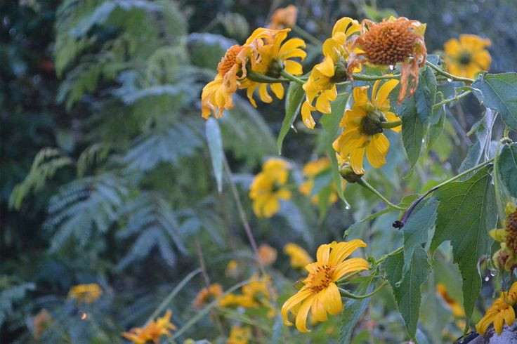  5. Sức sống mãnh liệt. Dã quỳ có khả năng mọc trên đất cằn cỗi, khô hạn, là loài cây có sức sống bền bỉ và khả năng thích nghi mạnh mẽ. Ảnh: Pinterest.