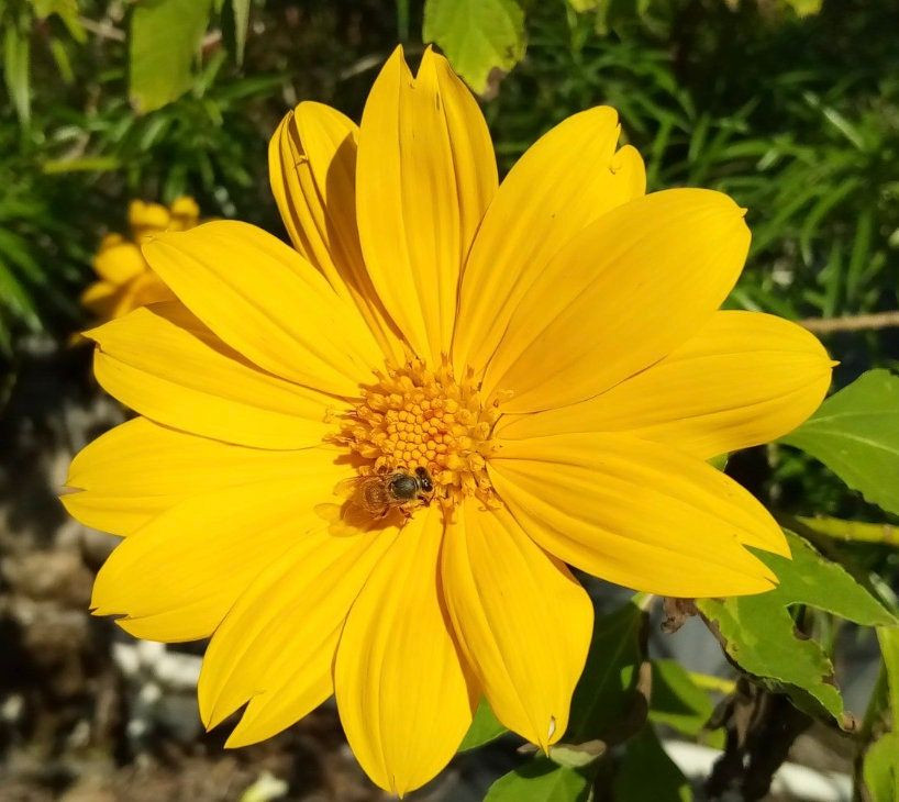  4. Hướng về mặt trời. Dã quỳ còn được gọi là hướng dương dại vì bông hoa to và luôn hướng về phía mặt trời, giống như hoa hướng dương. Ảnh: Pinterest.