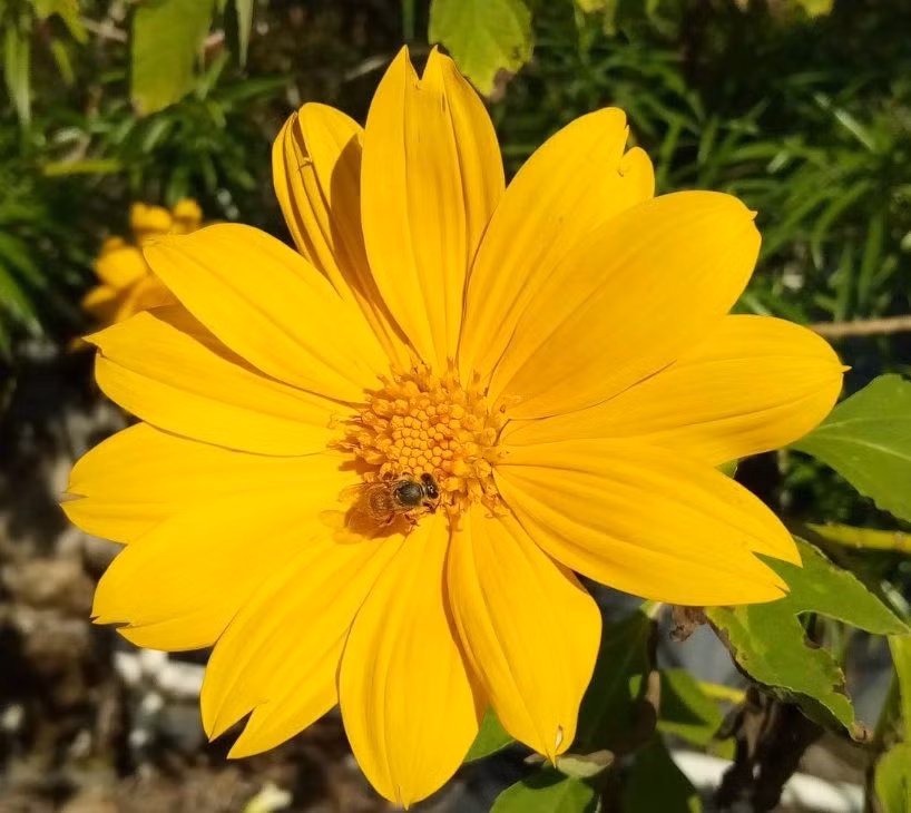  4. Hướng về mặt trời. Dã quỳ còn được gọi là hướng dương dại vì bông hoa to và luôn hướng về phía mặt trời, giống như hoa hướng dương. Ảnh: Pinterest.