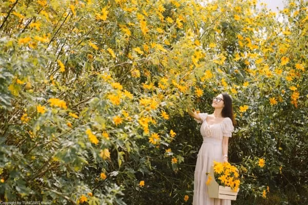  1. Nguồn gốc. Dã quỳ có nguồn gốc từ Trung Mỹ, chủ yếu là Mexico, nhưng đã lan rộng và trở thành một phần của hệ thực vật ở nhiều khu vực trên thế giới. Ảnh: Pinterest.