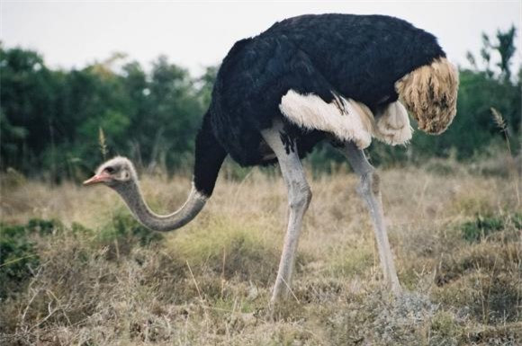  Tái sản xuất: Đà điểu là loài đa thê, nghĩa là một con đực giao phối với nhiều con cái. Trong mùa sinh sản, con đực thực hiện những màn tán tỉnh phức tạp, xù lông và lắc đầu để thu hút bạn tình. Khi con đực tìm được bạn tình, chúng sẽ cùng nhau xây tổ ở một vùng trũng nông trên mặt đất. 