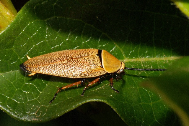  12. Không phải tất cả gián đều là "gián nhà". Trong số hơn 4.600 loài gián trên thế giới, chỉ có khoảng 30 loài sống trong nhà và được coi là loài gây hại. Phần lớn gián sống ngoài tự nhiên và không tiếp xúc với con người. Ảnh: Pinterest.