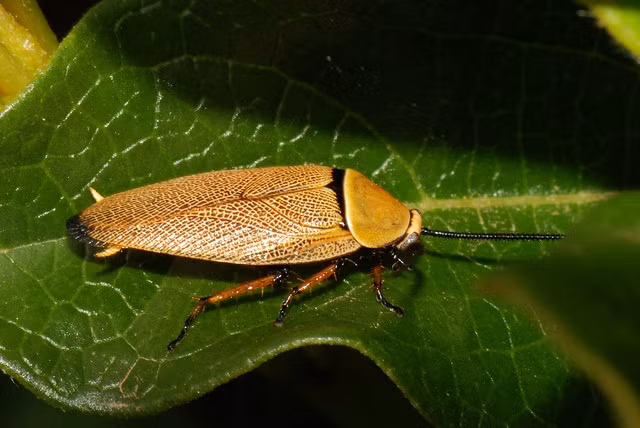  12. Không phải tất cả gián đều là "gián nhà". Trong số hơn 4.600 loài gián trên thế giới, chỉ có khoảng 30 loài sống trong nhà và được coi là loài gây hại. Phần lớn gián sống ngoài tự nhiên và không tiếp xúc với con người. Ảnh: Pinterest.