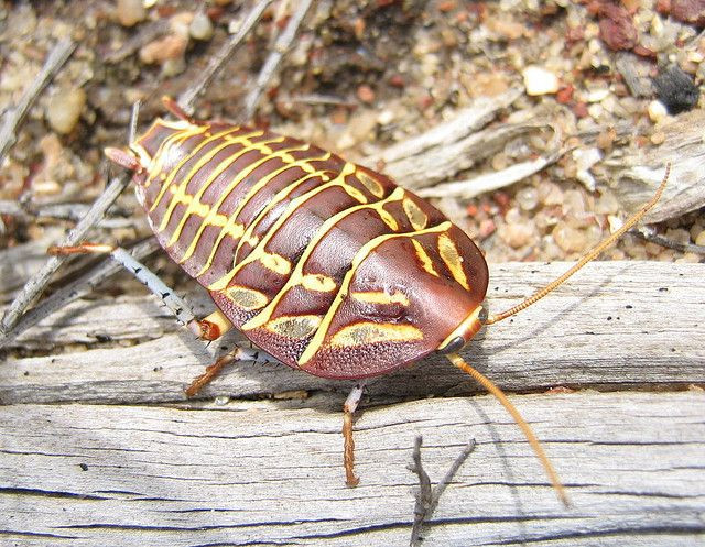  4. Gián là "vận động viên siêu hạng". Gián có thể chạy với tốc độ lên đến 5 km/h, tốc độ siêu nhanh nếu so về kích thước cơ thể. Chúng có khả năng luồn lách qua khe hẹp chỉ dày bằng 1/4 chiều cao cơ thể nhờ cấu trúc cơ thể linh hoạt. Ảnh: Pinterest.