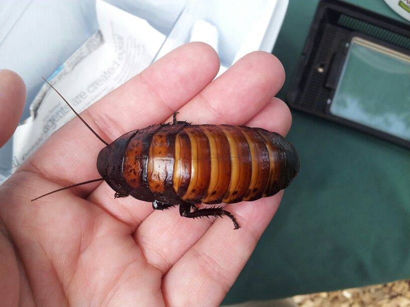  14. Một số loài gián là "thú cưng". Gián Madagascar (Madagascar hissing cockroach) là loài gián lớn, không cánh, và không gây hại, được nuôi làm thú cưng ở một số nơi vì vẻ ngoài độc đáo và khả năng tạo ra âm thanh như tiếng huýt gió. Ảnh: Pinterest.