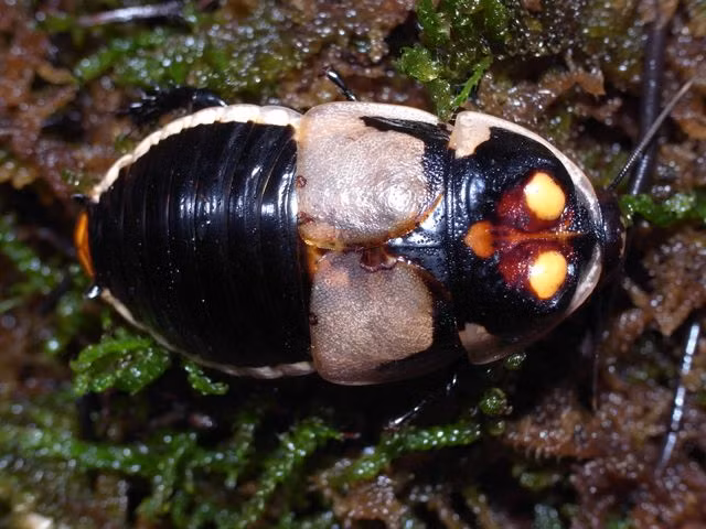  11. Một số loài gián phát sáng. Loài gián phát sáng Lucihormetica luckae ở Nam Mỹ có khả năng phát quang sinh học, có thể để thu hút bạn tình hoặc cảnh báo kẻ thù. Ảnh: Pinterest.