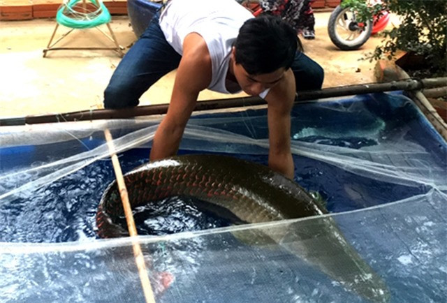  Thủy quái sông Vàm Cỏ Đông: Năm 2018, một nông dân ở Tây Ninh vớt được con cá siêu to khi thả lưới ở sông Vàm Cỏ Đông. Sau khi vớt lên cân, con cá này được xác định nặng đến 30kg, mất 1 tiếng mới đưa lên bờ được. Người nông dân mới đầu tưởng nó là trăn, nhưng nhìn thấy vảy đỏ mới biết nó là cá hải tượng. Cá hải tượng là một trong những loài cá nước ngọt lớn nhất thế giới, có thể lên đến trăm cân. Tuy nhiên việc phát hiện cá hải tượng kích thước khủng tại Việt Nam là điều rất hiếm gặp. 