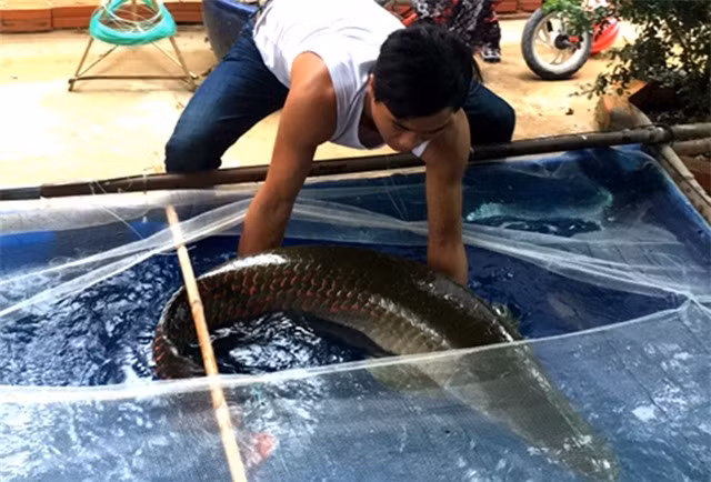  Thủy quái sông Vàm Cỏ Đông: Năm 2018, một nông dân ở Tây Ninh vớt được con cá siêu to khi thả lưới ở sông Vàm Cỏ Đông. Sau khi vớt lên cân, con cá này được xác định nặng đến 30kg, mất 1 tiếng mới đưa lên bờ được. Người nông dân mới đầu tưởng nó là trăn, nhưng nhìn thấy vảy đỏ mới biết nó là cá hải tượng. Cá hải tượng là một trong những loài cá nước ngọt lớn nhất thế giới, có thể lên đến trăm cân. Tuy nhiên việc phát hiện cá hải tượng kích thước khủng tại Việt Nam là điều rất hiếm gặp. 