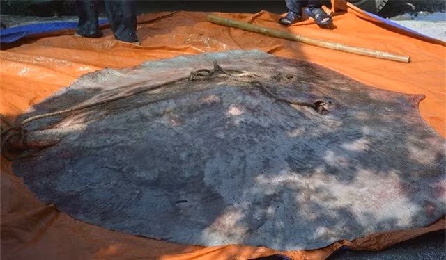  Quái vật khổng lồ ở sông Tiền: Ngư dân huyện Hồng Ngự, Đồng Tháp đến nay vẫn nhớ như in kỷ niệm bắt được con cá khổng lồ nặng hơn 220kg. Người dân phải huy động cả xe tải mới vận chuyển được nó về TP Cao Lãnh. Được biết, nó là loài cá nước ngọt lớn nhất thế giới – cá đuối nước ngọt, thường sống ở Mekong. Sau này một khu ẩm thực đã mua lại con cá với giá hơn 60 triệu đồng.