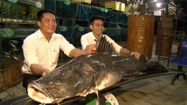  Siêu cá lăng sông Tiền: Năm 2018, ngư dân sông Tiền, tỉnh Đồng Tháp bắt được một con cá lăng khổng lồ nặng hơn 100kg, dài hơn 2,2m, chiều ngang khoảng 1,1m. Nó được cho là con cá lăng lớn nhất từng xuất hiện ở sông Tiền. Thông thường cá lăng chỉ nặng từ 2 – 10kg, từ 20kg đã được xem là rất quý hiếm. Thế nên việc con cá hơn trăm cân xuất hiện khiến dư luận khi đó vô cùng sửng sốt. 