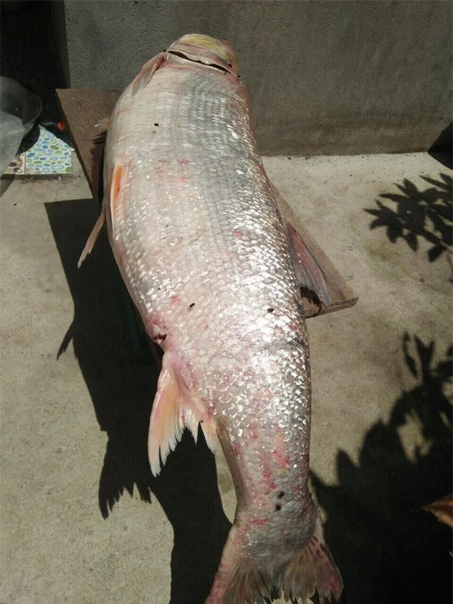  Quái ngư ở sông Đà: Cũng trong năm 2018, một nhóm ngư dân khi thả lưới đánh bắt ở sông Đà đã vớt được một con cá măng khủng, thuộc diện xưa nay hiếm. Cần đến 2 thuyền, 6 nam giới khỏe mạnh mới lôi nó lên bờ được. Con cá măng khổng lồ này quẫy mạnh đến mức rách cả lưới. Con cá măng nặng đến 35kg sau đó được một đại gia mua lại.