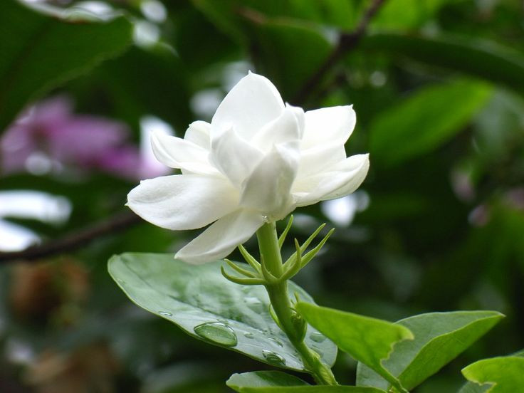  1. Hoa Nhài (Jasmine). Hương thơm ngọt ngào, tinh khiết và quyến rũ, hoa nhài là một trong những loài hoa được ưa chuộng nhất trong ngành nước hoa. Ảnh: Pinterest.
