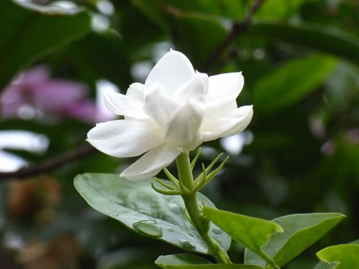  1. Hoa Nhài (Jasmine). Hương thơm ngọt ngào, tinh khiết và quyến rũ, hoa nhài là một trong những loài hoa được ưa chuộng nhất trong ngành nước hoa. Ảnh: Pinterest.