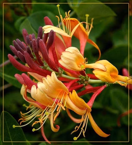  19. Hoa Kim Ngân (Honeysuckle). Hương thơm ngọt ngào và tươi mát của hoa kim ngân mang lại cảm giác nhẹ nhàng và vui vẻ, thường dùng trong nước hoa mùa hè. Ảnh: Pinterest.