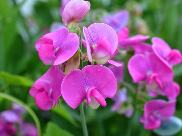  17. Hoa Hương Đậu (Sweet Pea). Hương thơm ngọt ngào, nhẹ nhàng của hoa hương đậu rất phù hợp với các loại nước hoa mùa xuân, mang đến cảm giác nhẹ nhàng và tươi mới. Ảnh: Pinterest.