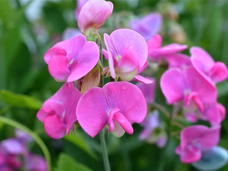  17. Hoa Hương Đậu (Sweet Pea). Hương thơm ngọt ngào, nhẹ nhàng của hoa hương đậu rất phù hợp với các loại nước hoa mùa xuân, mang đến cảm giác nhẹ nhàng và tươi mới. Ảnh: Pinterest.