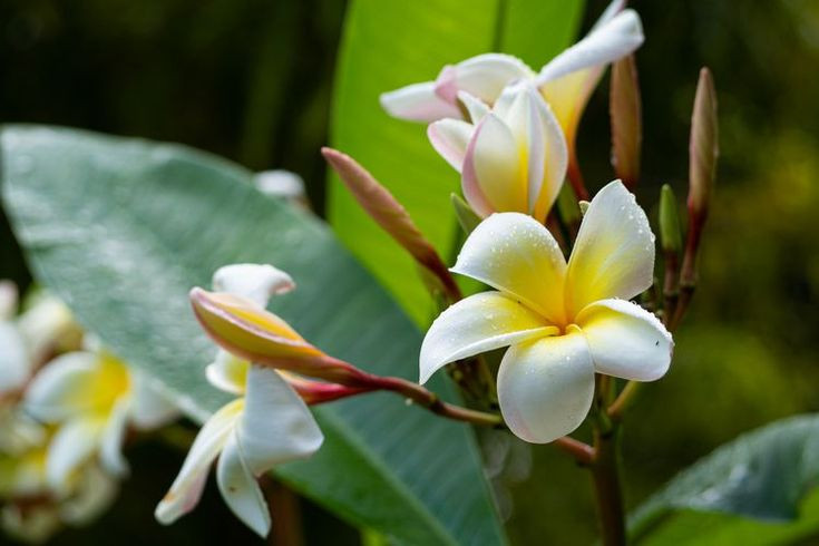  12. Hoa Sứ (Frangipani). Hương thơm nồng nàn và ngọt ngào của hoa sứ có sức quyến rũ đặc biệt, được sử dụng rộng rãi trong các loại nước hoa và nến thơm. Ảnh: Pinterest.