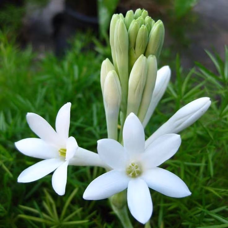  13. Hoa Huệ (Tuberose). Hương thơm ngọt ngào, quyến rũ và nồng nàn của hoa huệ tây khiến nó trở thành một trong những loài hoa được yêu thích trong ngành sản xuất nước hoa. Ảnh: Pinterest.
