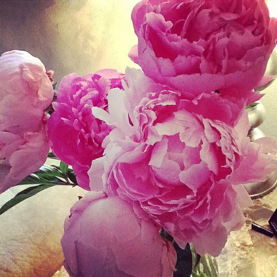  8. Hoa Mẫu Đơn (Peony). Hương thơm nhẹ nhàng, thanh mát và dịu ngọt của hoa mẫu đơn tạo cảm giác dễ chịu và lãng mạn, thường xuất hiện trong nước hoa dịu nhẹ. Ảnh: Pinterest.